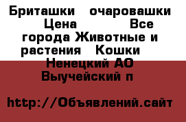 Бриташки - очаровашки.  › Цена ­ 3 000 - Все города Животные и растения » Кошки   . Ненецкий АО,Выучейский п.